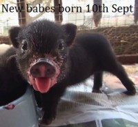 /album/teacup-pigs/little-boy-caption-jpg/